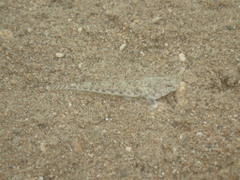 Favonigobius