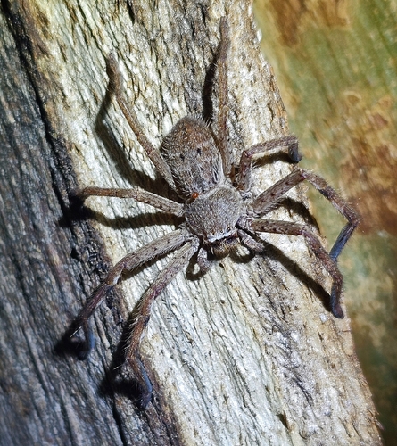 Leishmann's Huntsman