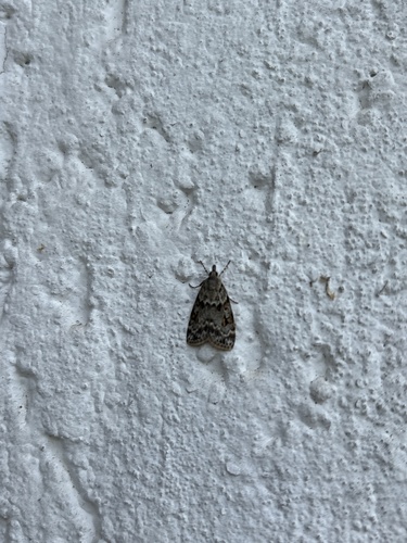 Small Grey
