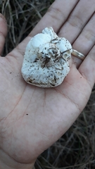 Boletus semigastroideus