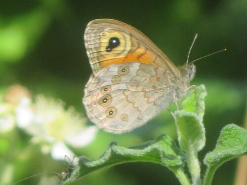 Large Wall Brown