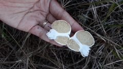 Boletus semigastroideus