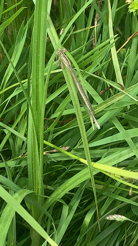 Blue Featherleg