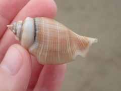 Gibberulus gibberulus