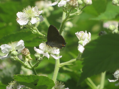 Ilex Hairstreak