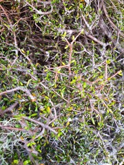 Pittosporum anomalum