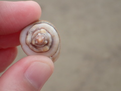 Gibberulus gibberulus