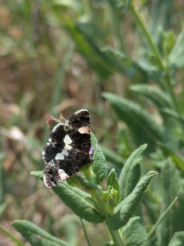 Four-spotted Moth
