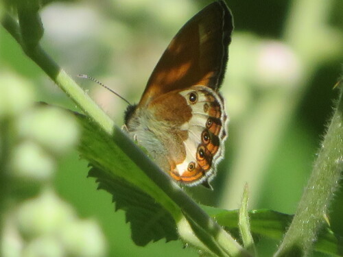 Pearly Heath