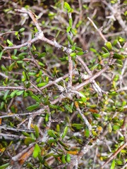 Pittosporum anomalum