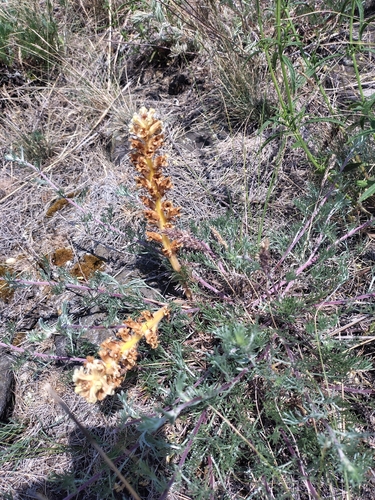 Orobanche artemisiae-campestris