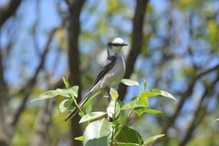 Pericrocotus cantonensis