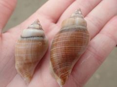 Gibberulus gibberulus