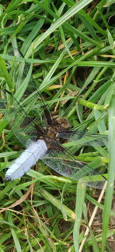 Broad-bodied Chaser
