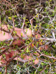 Pittosporum anomalum