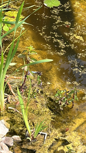 Broad-bodied Chaser