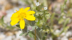Eriophyllum wallacei