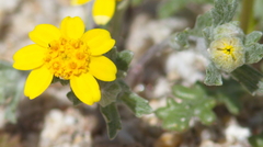 Eriophyllum wallacei