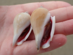 Gibberulus gibberulus