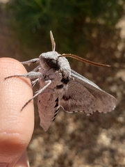 Sphinx chersis