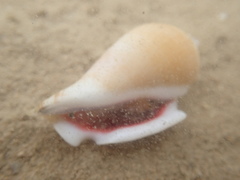 Gibberulus gibberulus
