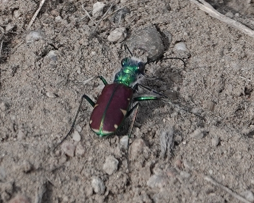 Splendid Tiger Beetle
