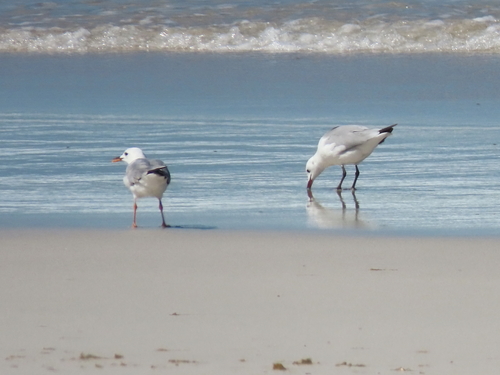 iNaturalist: (c) moxcalvitiumtorgos, some rights reserved (CC BY-NC), uploaded by moxcalvitiumtorgos iNaturalist image