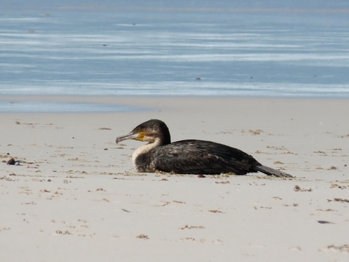 iNaturalist: (c) moxcalvitiumtorgos, some rights reserved (CC BY-NC), uploaded by moxcalvitiumtorgos iNaturalist image