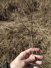 Lolium giganteum