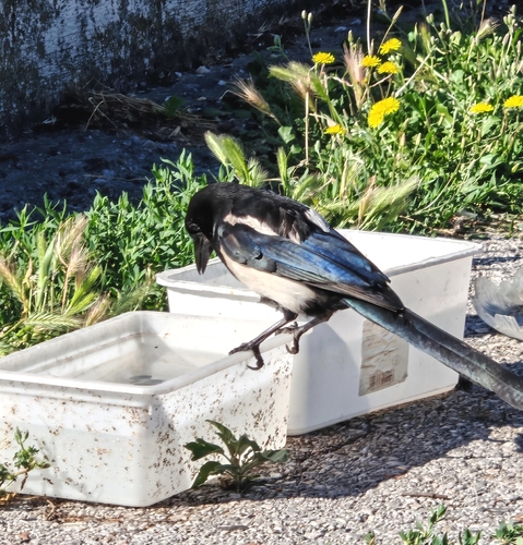 Eurasian Magpie