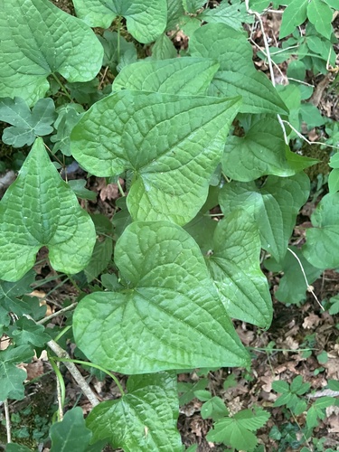 Black Bryony
