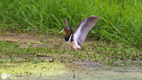 Greater Painted-Snipe