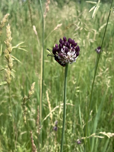 Sand Leek