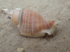 Gibberulus gibberulus