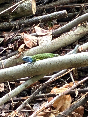 Green Lizard