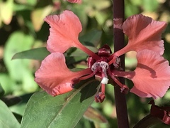 Clarkia unguiculata