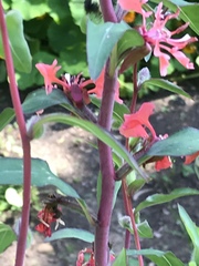 Clarkia unguiculata