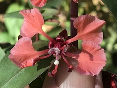Clarkia unguiculata