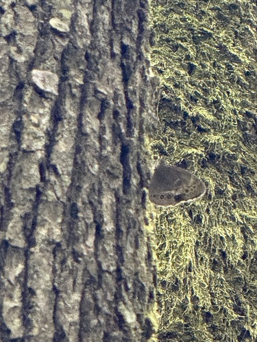 Woodland Brown