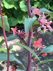 Clarkia unguiculata