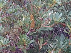 Banksia paludosa