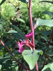 Clarkia unguiculata
