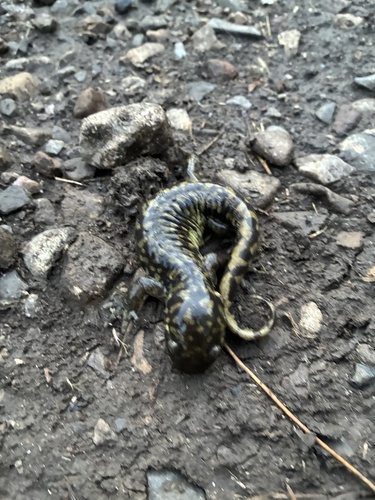Western Tiger Salamander observed by chupacabra64