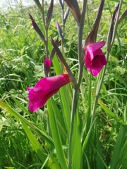 Gladiolus communis, photograph author not stated, no rights reserved