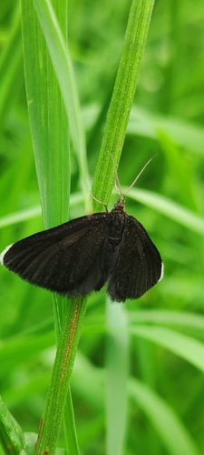 Chimney-sweeper