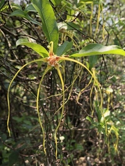 Strophanthus