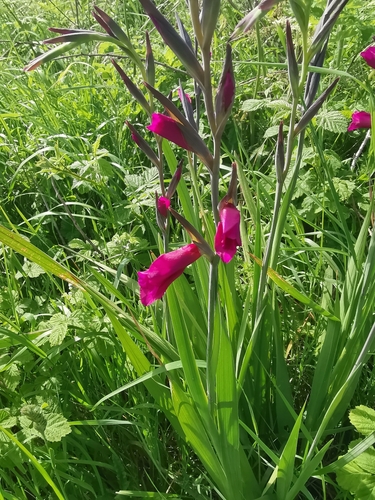 Gladiolus communis, photograph 3
