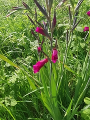 Gladiolus communis, photograph author not stated, no rights reserved