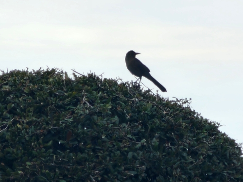 Great-tailed Grackle