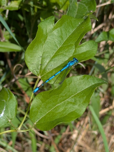 Azure Damselfly